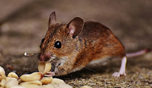 24 Hour & Emergency Exterminators in Goshen, VA